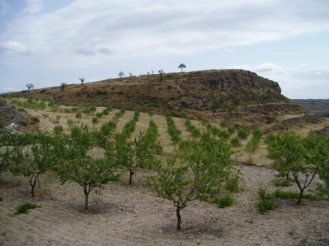 Vista del yacimiento de La Oruña, Vera de Moncayo. Foto: Archivo fotográfico del Gobierno de Aragón