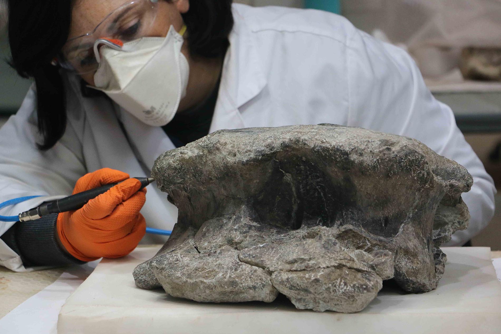 Preparación de algunas de las vértebras del dinosaurio de El Carrillejo en el laboratorio de la Fundación en Dinópolis. Foto: Fundación Dinópolis