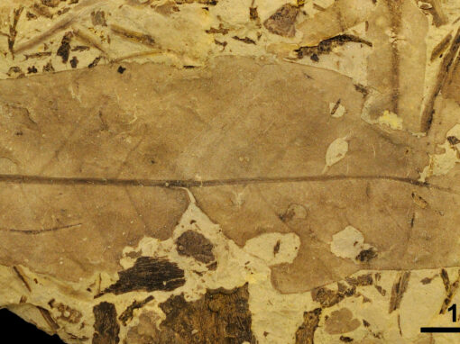 Hoja de angiosperma terrestre con orificios y marcas de alimentación en el margen procedente de Estercuel. Foto: Fundación Dinópolis