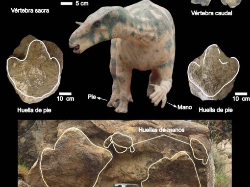 Vértebras de grandes ornitópodos de El Castellar (arriba) y huellas de Mora de Rubielos y de El Castellar (centro y abajo, respectivamente). Foto: Fundación Dinópolis